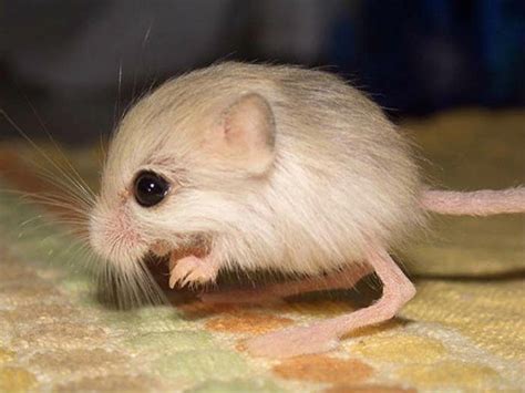 Tiniest Mouse In The World You Have Ever Seen Taalk