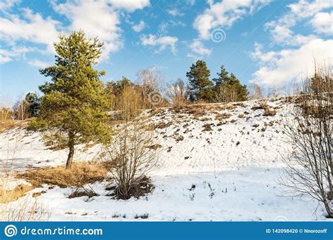 Young Pine Tree Near The Hill With Snow Thawed Melting Snow From The