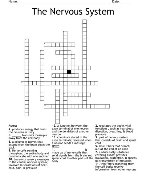 The Nervous System Crossword Wordmint