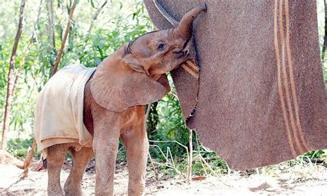 Orphaned Baby Elephants Fundmytravel
