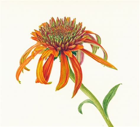 Echinacea Botanical Illustration Botanical Painting Botanical Prints