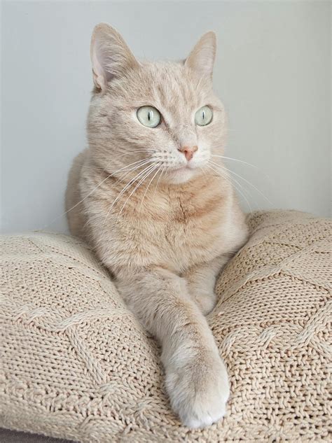 Short Coated Beige Cat On White Knitted Textile · Free Stock Photo