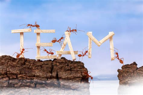 Ants Working Together Stock Photos Pictures And Royalty Free Images Istock