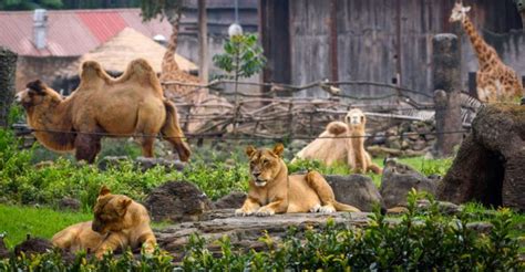 Zoológicos De México Que Debes Visitar Especie Animal Animales Y