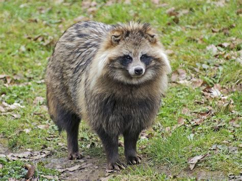 Facts About The Raccoon Dog A Rare But Endangered