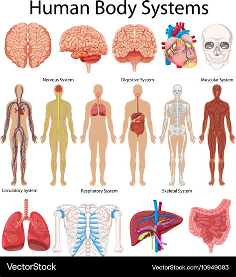 Diagram Showing Human Body Systems Royalty Free Vector Image