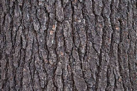 Oak Nature Tree Wood Texture Pattern Bark Dry Outdoor Tree