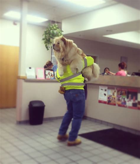 30 Hilarious Moments When Dogs Realized They Were Going To The Vet