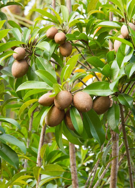 Alano Sapodilla Fruit Tree 2 3 Ft Tropical Plants Sow Exotic