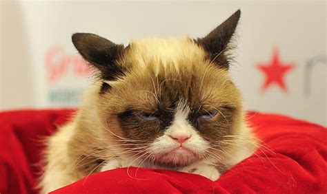 Sad Face Arizonas Grumpy Cat Dies After Illness At Age 7