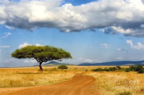 Beautiful Landscape With Tree In Africa Photograph By Volodymyr Burdiak