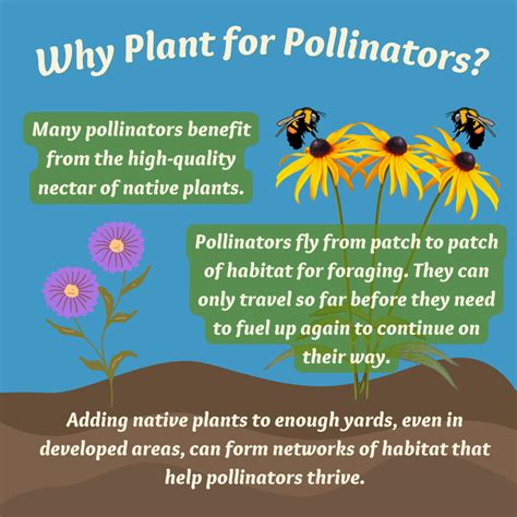 How To Plant For Pollinators Guide Blue Thumb