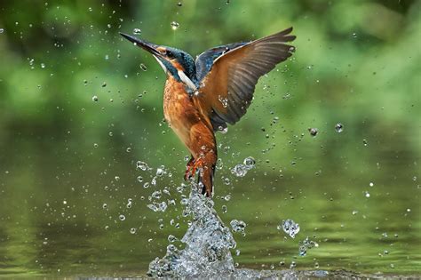 Animal Kingfisher Birds Kingfishers Water Bird Wildlife Hd Wallpaper