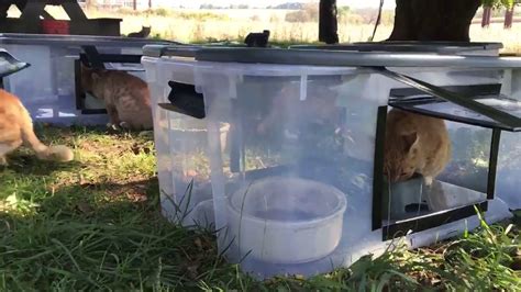 Diy Feeding Station For Outsideferal Cats Youtube