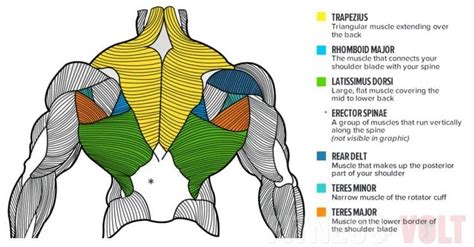 Posterior Upper Back Muscles