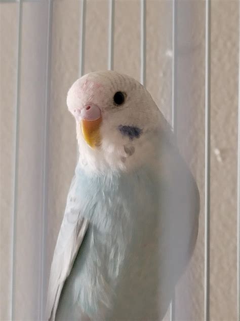 I Notice Red Spots On My Parakeets Head Ive Only Had Him And The