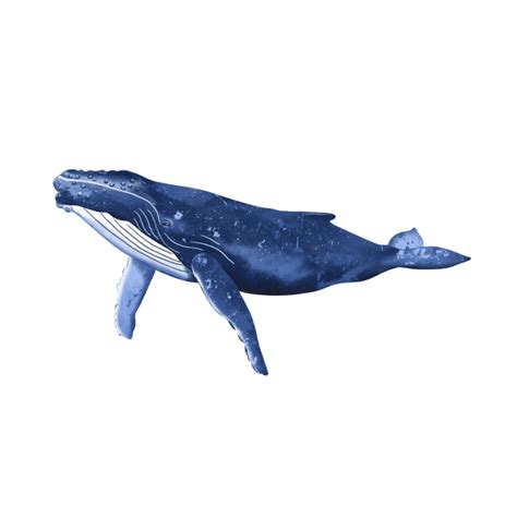 Humpback Whale Png Picture Png Mart
