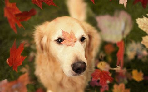 Fall Dogs Wallpapers Wallpaper Cave