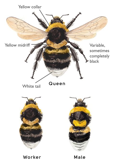 How Does A Bee Queen Look Like at Carl Redmond blog