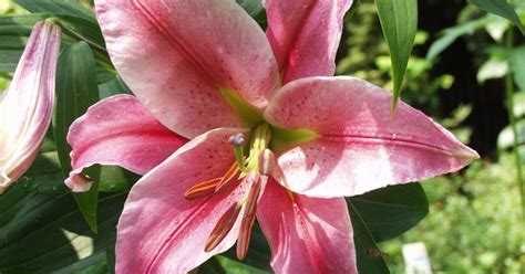 Sammlung von monika prosser • zuletzt aktualisiert: Lilien pflanzen - Mein schöner Garten