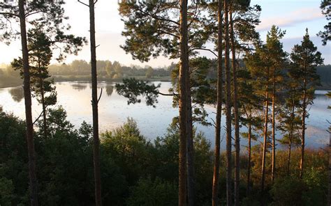 Green Leaf Trees Near Body Of Water During Daytime Hd Wallpaper