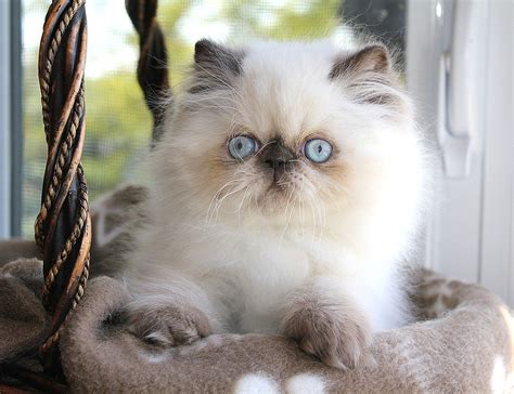 Alfenloch White Choclat Chocolate Point Male Himalayan Kitten