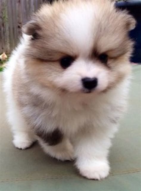 Teacup Pomeranian Puppies for sale - Dogs & Puppies - Louisiana - Free