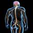 Spinal Nerves — Richards On The Brain