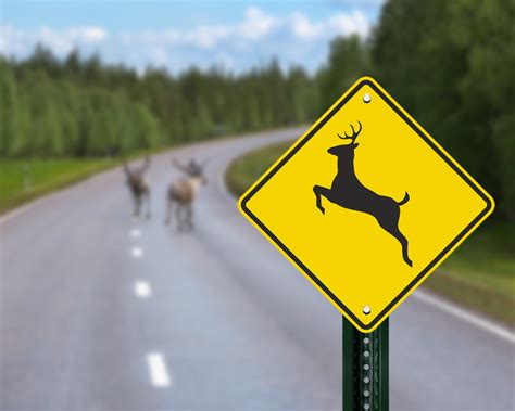 Deer Crossing Sign Deer Crossing Sign With Shotgun Holes Rifle