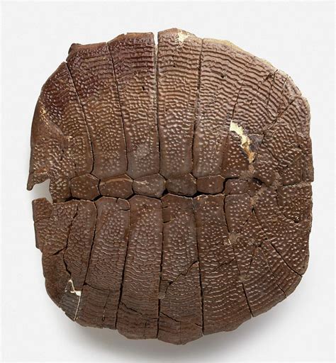 Fossilised Remains Of Turtle Shell Photograph By Dorling Kindersley Uig