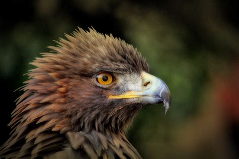 Golden Eagle Headshot Aquila Chrysaetos Image Free Stock Photo