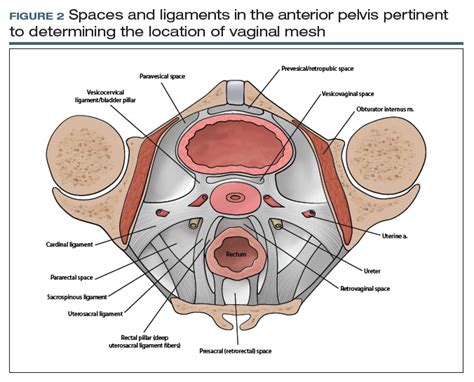 Anterior Apical Posterior Vaginal Anatomy For The Gynecologic Surgeon Mdedge Obgyn