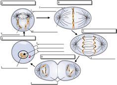 Different types of cells each do unique jobs in your body. Animal cell, Cell structure and Biology on Pinterest