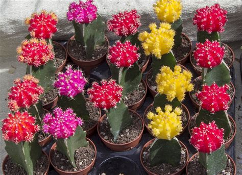 13 Types Of Cactus Plants You Can Grow At Home Bob Vila