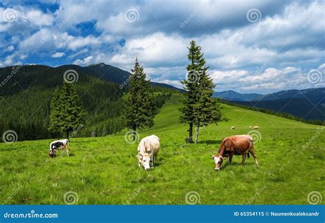 Cows Graze On The Mountain Meadows Of The Carpathians Stock Image