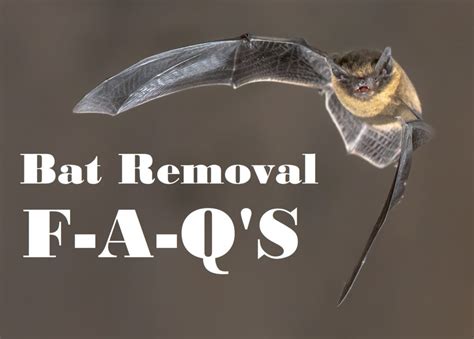 Faqs About Virginia Bat Control Virginia Bat Pros