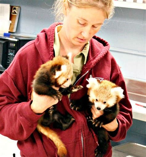 Red Panda Twins Double The Fun At Lincoln Childrens Zoo Zooborns