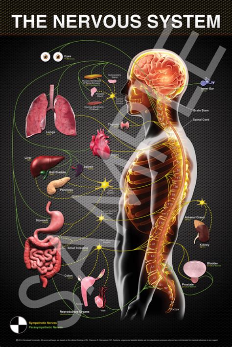 Gonstead University — Nervous System Poster Chiropractic Benefits
