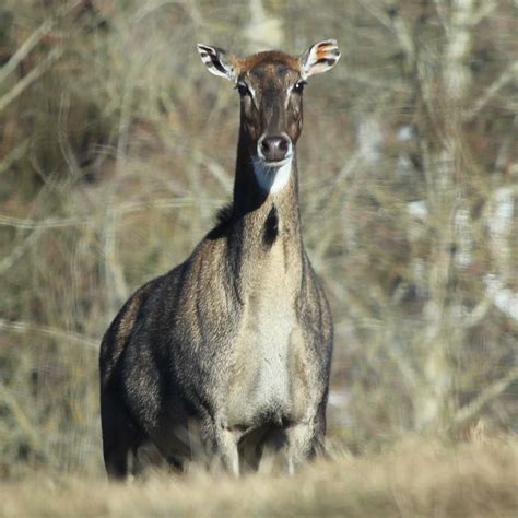 Collection 94 Pictures Pictures Of A Nilgai Updated