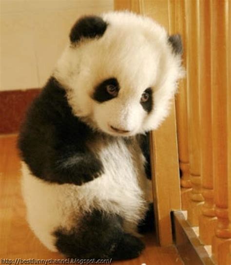 Cute And Funny Pictures Of Animals 67 Pandas 6