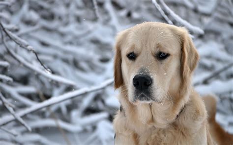 Labrador Winter Wallpapers Wallpaper Cave