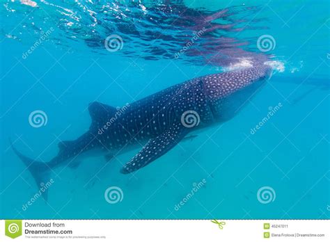 Underwater Shoot Of A Gigantic Whale Sharks Rhincodon Typus Stock