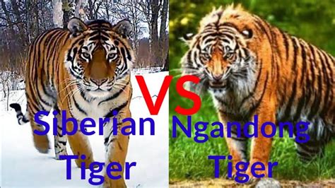 Ngandong Tiger Vs Siberian Tiger Who Will Win Youtube