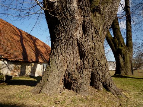 Oldest Trees Najstarsze Drzewa Lipa Przy Pałacu W Łomnicy Lime Tree