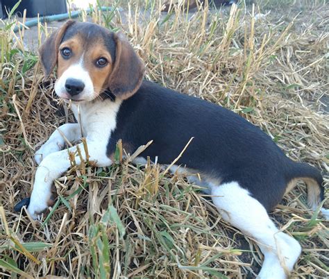 Beagle Puppies For Sale | Centralia, WA #230121 | Petzlover