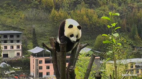 Im Watching The Baby Panda Cam Streaming Live From Gengda
