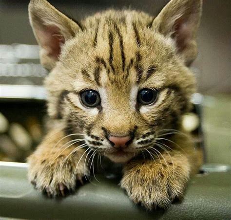 Baby Bobcat ♡ 2 Cute Animals Pinterest Animals And