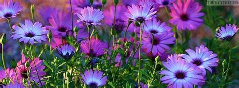 Awesome Purple Flowers Facebook Cover Cover Pics For Facebook Cover