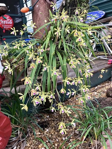 What type of orchid do i have? Encyclia Tampensis "butterfly" orchid. Florida native ...