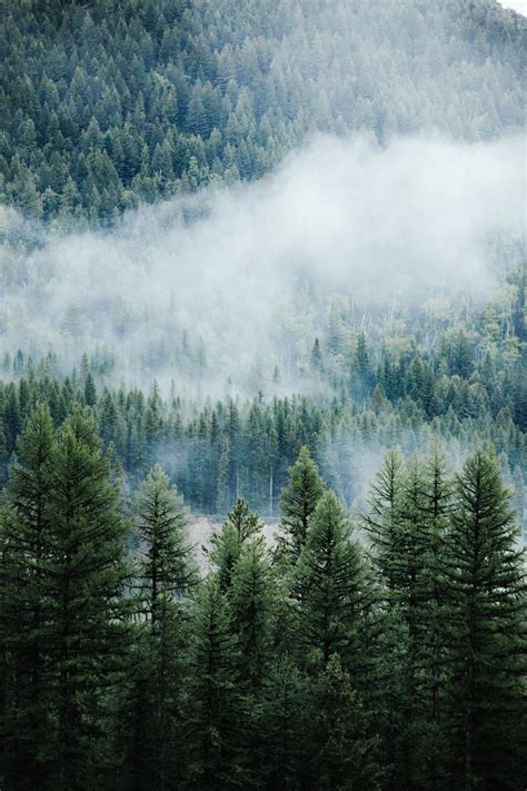 37 Foggy Forest Wallpapers On Wallpapersafari